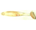 Guma Drop Shot MICRO FISH 3cm 21 KONGER 12szt.